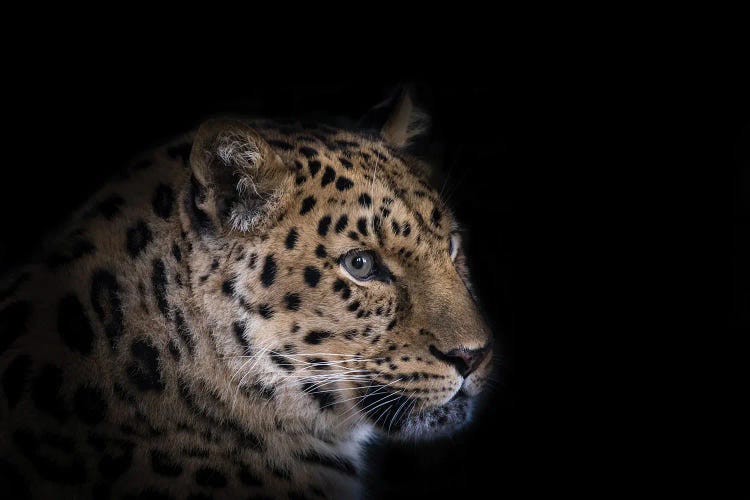 Amur Leopard Isolated On Black by Jane Rix wall art