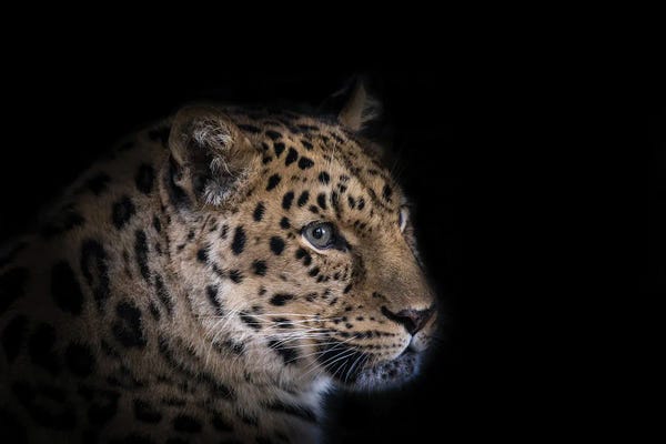 Amur Leopard Isolated On Black
