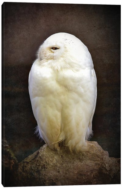 Snowy Owl, Vintage Style Canvas Art Print - Jane Rix