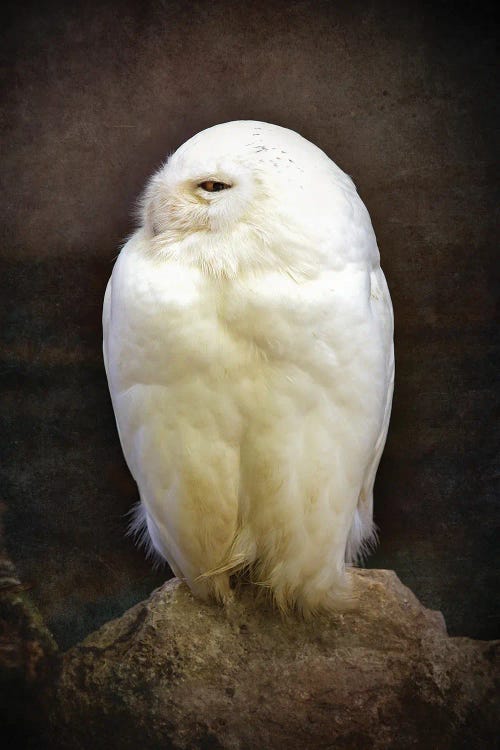 Snowy Owl, Vintage Style by Jane Rix wall art
