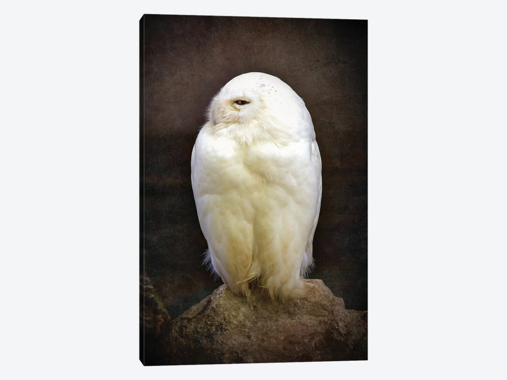 Snowy Owl, Vintage Style by Jane Rix 1-piece Canvas Artwork