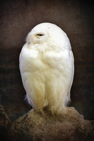 Jane Rix: Snowy Owl, Vintage Style by Jane Rix
