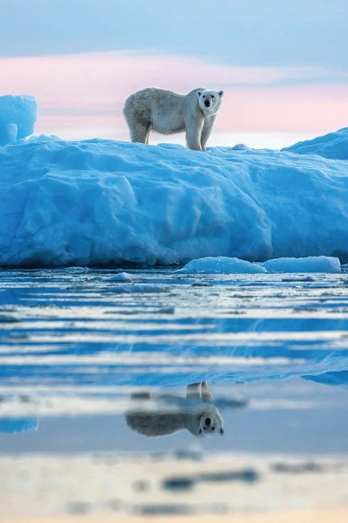 Polar Bear Reflected At Dawn, Greenland by Jane Rix wall art