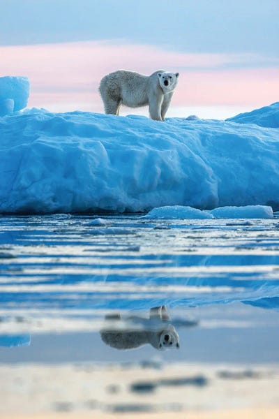 Polar Bears: Polar Bear Reflected At Dawn, Greenland by Jane Rix