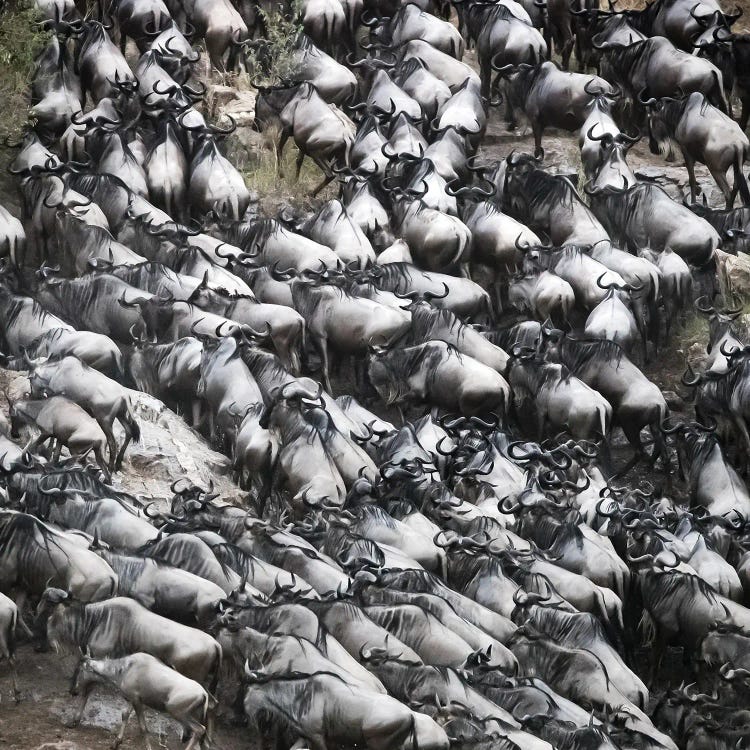 Wildebeest Scramble Out Of The Mara River