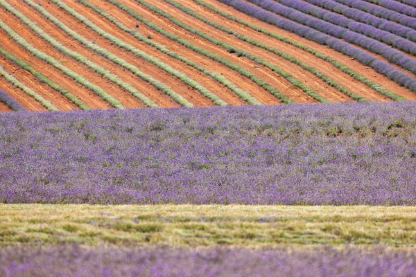 Jane Rix: Lavender Fields Patchwork by Jane Rix