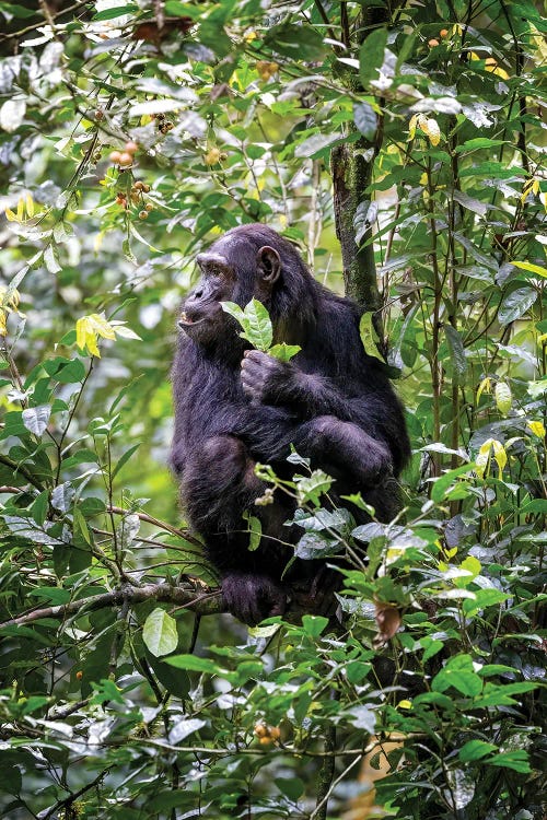 Chimp Holding Fruit And Leaves by Jane Rix wall art
