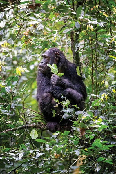 Jane Rix: Chimp Holding Fruit And Leaves by Jane Rix
