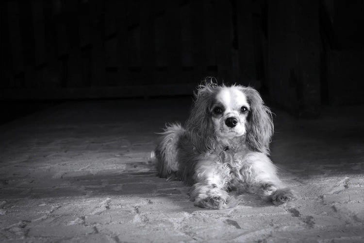 Cavalier King Charles Spaniel, Black And White