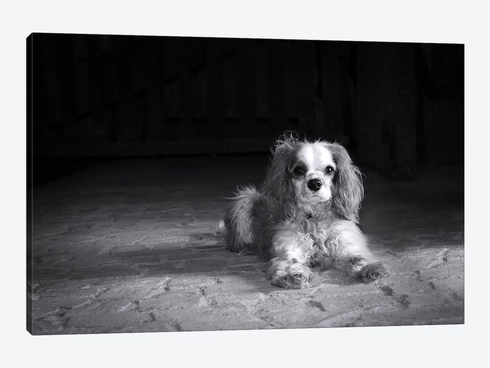 Cavalier King Charles Spaniel, Black And White by Jane Rix 1-piece Canvas Wall Art