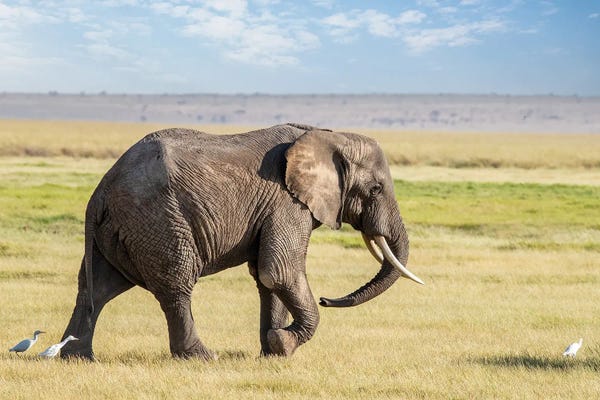 African Elephant With Egrets, Side View, Amboseli