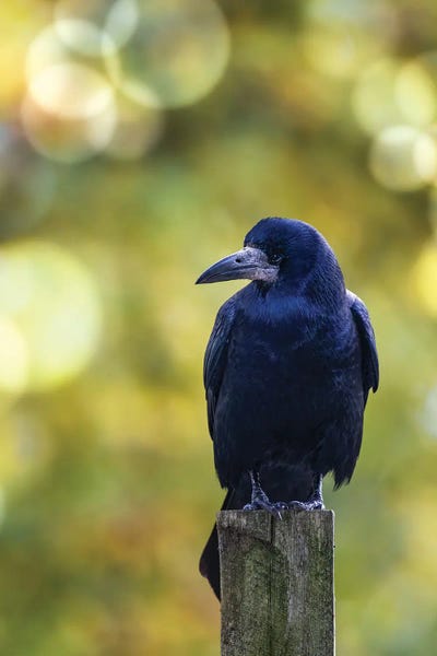 Rook Perched On A Post