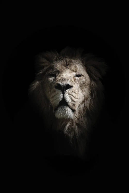 Asiatic Lion Portrait On Black