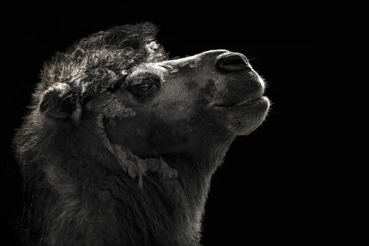Bactrian Camel On Black