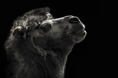 Camels