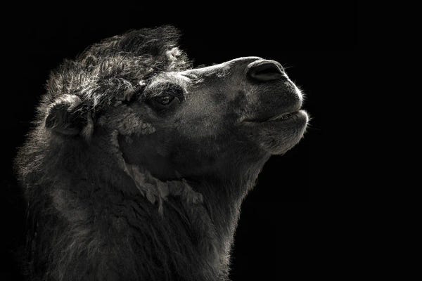 Jane Rix: Bactrian Camel On Black by Jane Rix