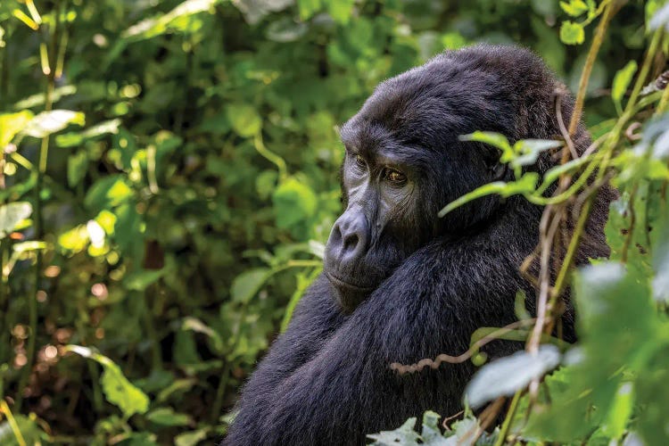 Adult Gorilla Sitting In The Forest, Bwindi, Uganda by Jane Rix wall art