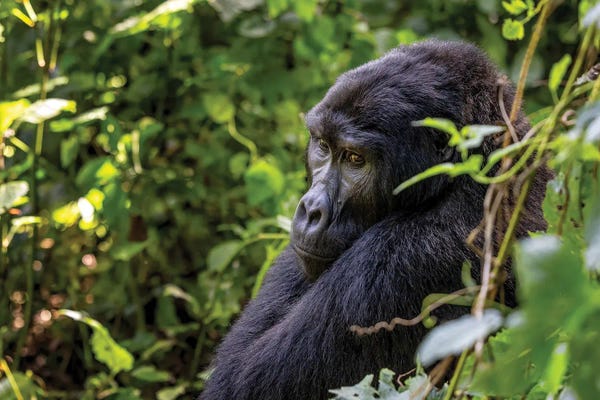 Adult Gorilla Sitting In The Forest, Bwindi, Uganda