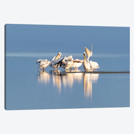 Great White Pelican Group, Amboseli Canvas Print #JRX66} by Jane Rix Canvas Art Print