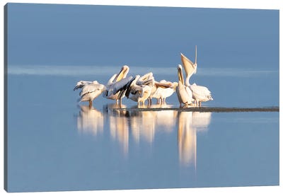 Great White Pelican Group, Amboseli Canvas Art Print - Kenya