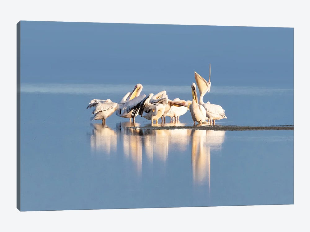 Great White Pelican Group, Amboseli by Jane Rix 1-piece Art Print