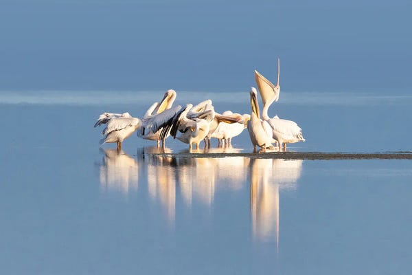 Amboseli National Park: Great White Pelican Group, Amboseli by Jane Rix