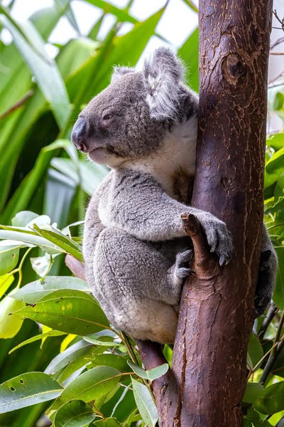 Koalas: Koala Side Profile by Jane Rix