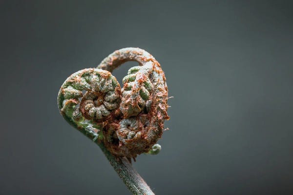 Jane Rix: Fern Frond Closeup by Jane Rix