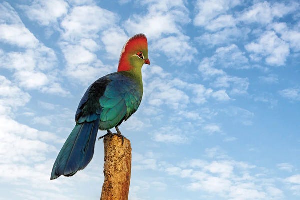 Jane Rix: Turaco With Blue Sky Background by Jane Rix