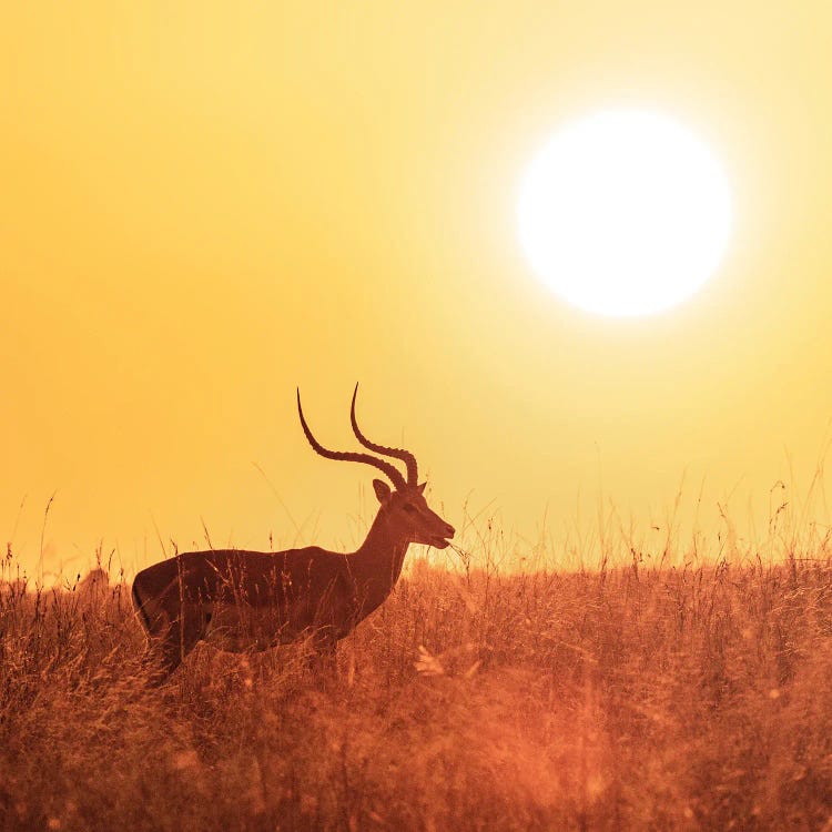 Impala Grazing At Sunrise, Masai Mara