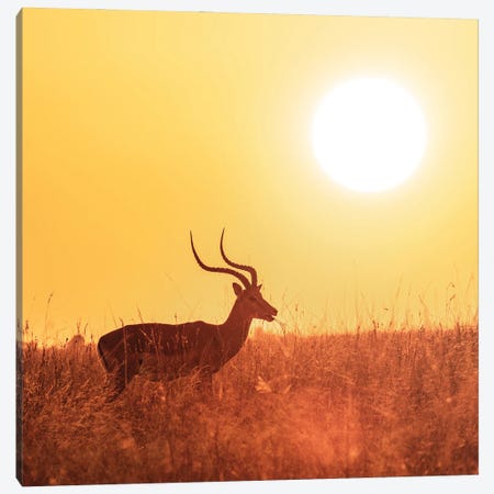 Impala Grazing At Sunrise, Masai Mara Canvas Print #JRX67} by Jane Rix Canvas Print