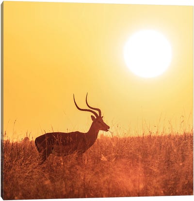 Impala Grazing At Sunrise, Masai Mara Canvas Art Print - Maasai Mara National Reserve