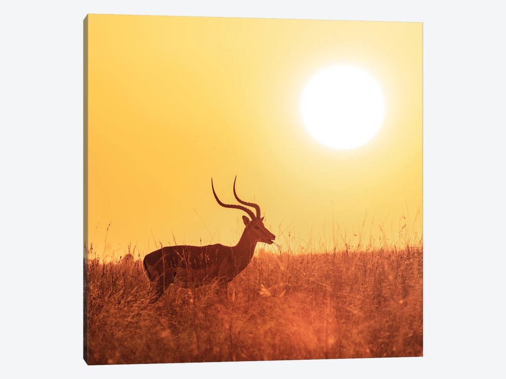 Impala Grazing At Sunrise, Masai Mara by Jane Rix 1-piece Canvas Art