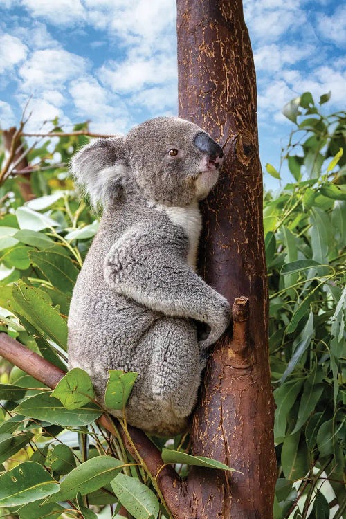 Adult Koala In A Tree