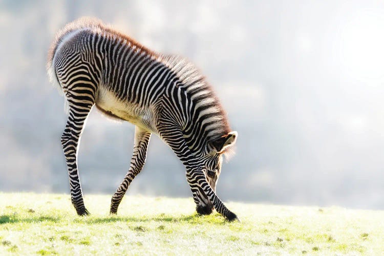 Zebra Foal In Early Morning Sunlight by Jane Rix wall art