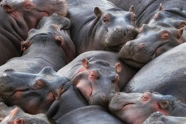 Hippopotamuses: Hippo Pod Resting In The Mara River by Jane Rix