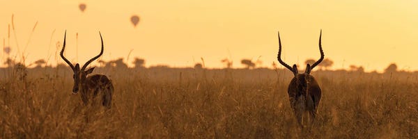 Jane Rix: Impalas And Balloons At Dawn, Masai Mara by Jane Rix