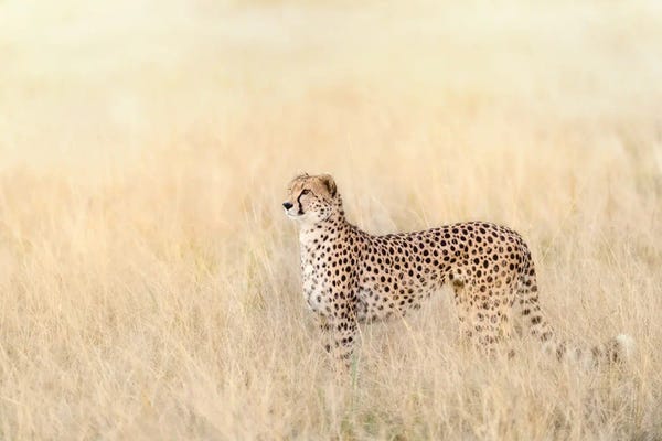 Jane Rix: Adult Cheetah In Sunlight In The Masai Mara by Jane Rix