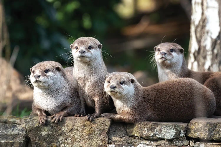 Four Oriental Small-Clawed Otters by Jane Rix wall art
