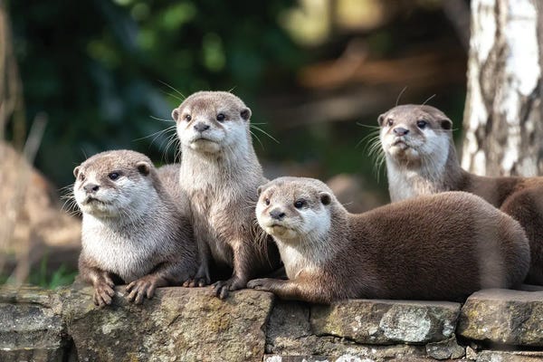 Otters: Four Oriental Small-Clawed Otters by Jane Rix