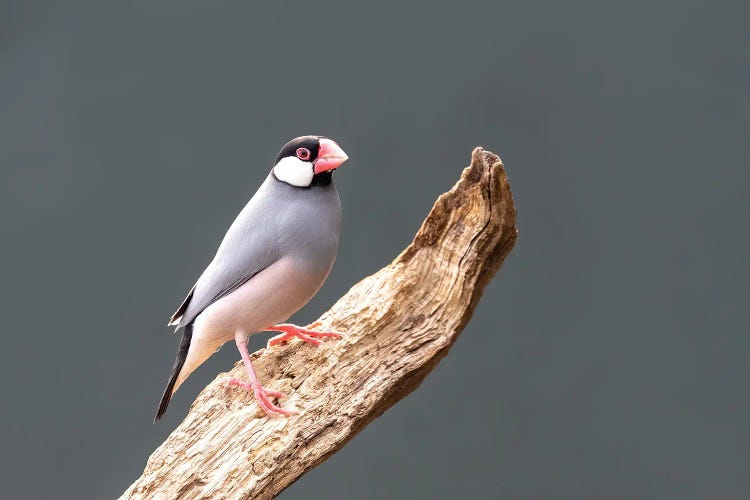 Java Sparrow by Jane Rix wall art
