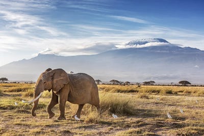 Elephant And Cattle Egrets In Front Of Mount Kilimanjaro, Kenya by Jane Rix multi panel art