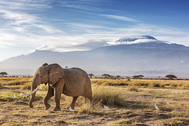 Elephant And Cattle Egrets In Front Of Mount Kilimanjaro, Kenya by Jane Rix wall art