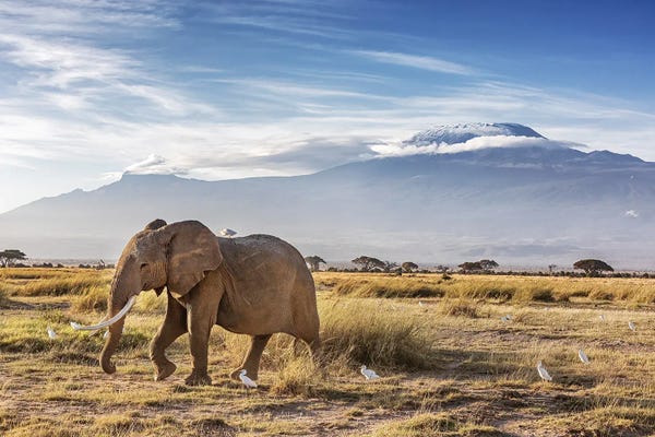 Jane Rix: Elephant And Cattle Egrets In Front Of Mount Kilimanjaro, Kenya by Jane Rix