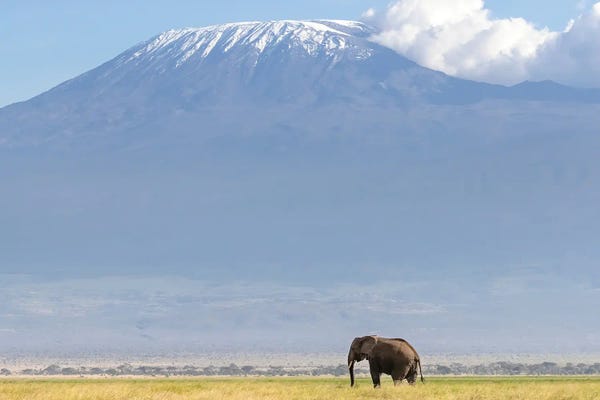 Jane Rix: Lone Elephant In Front Of Mount Kilimanjaro, Kenya by Jane Rix