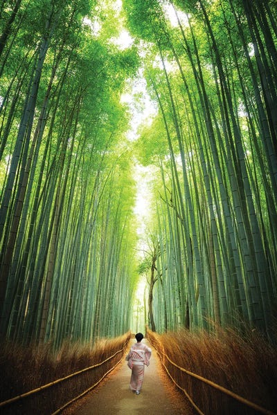 Jane Rix: Geisha Walking Through The Bamboo Grove, Kyoto by Jane Rix