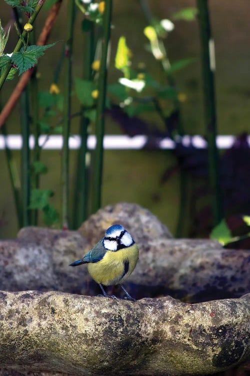 Blue Tit Sitting On The Edge Of A Bird Bath