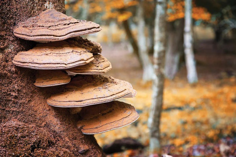 Bracket Fungus In The New Forest, Hampshire, UK by Jane Rix wall art
