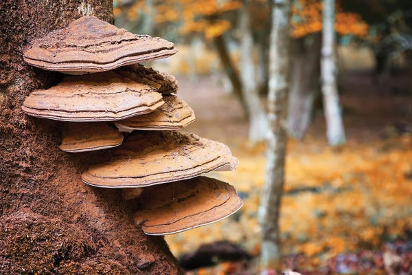 Jane Rix: Bracket Fungus In The New Forest, Hampshire, UK by Jane Rix