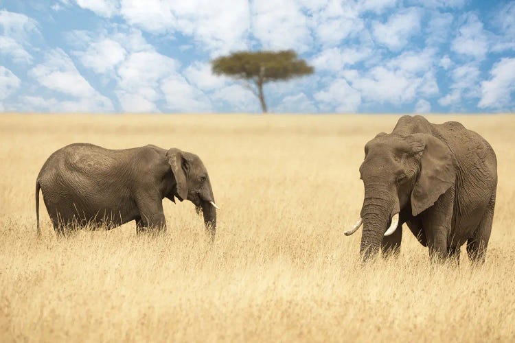 Two Elephants And An Acacia Tree, Masai Mara by Jane Rix wall art